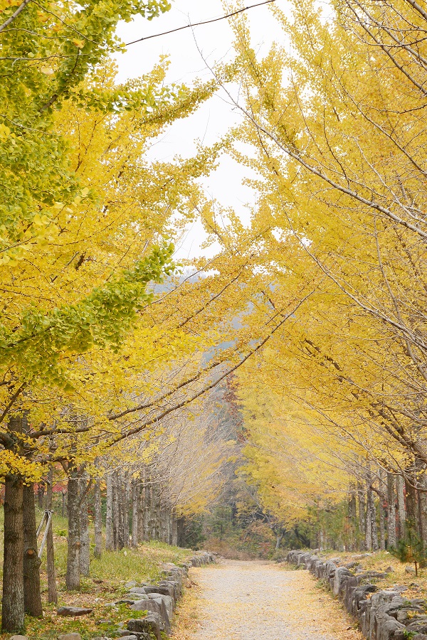 (11.15)가을이 내려앉은 담양 은행나무숲길 (6).jpg