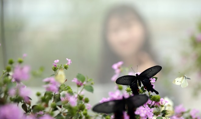 캡션사진-입춘(立春) 나비 “봄 받아라”.JPG